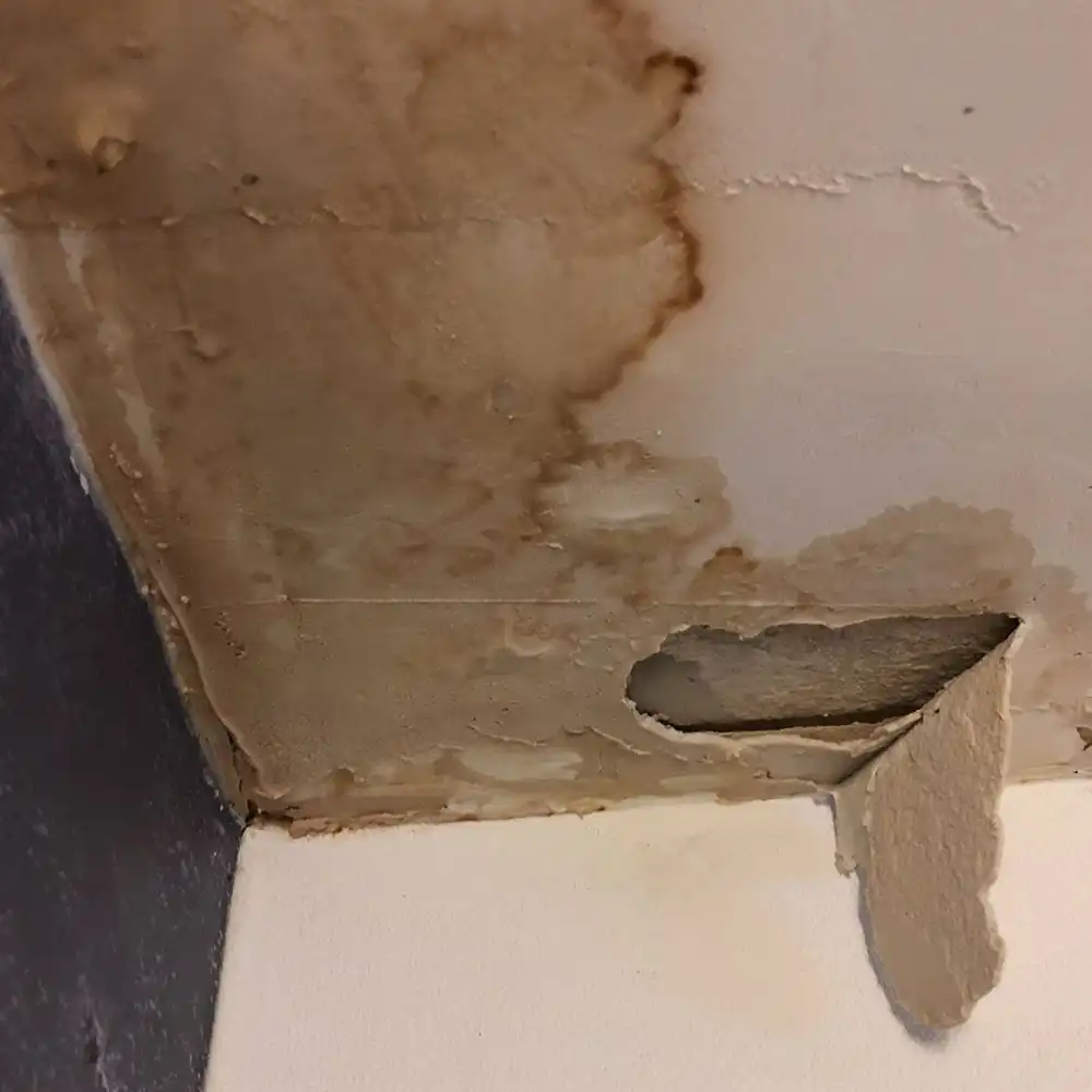 天井・壁のシミ